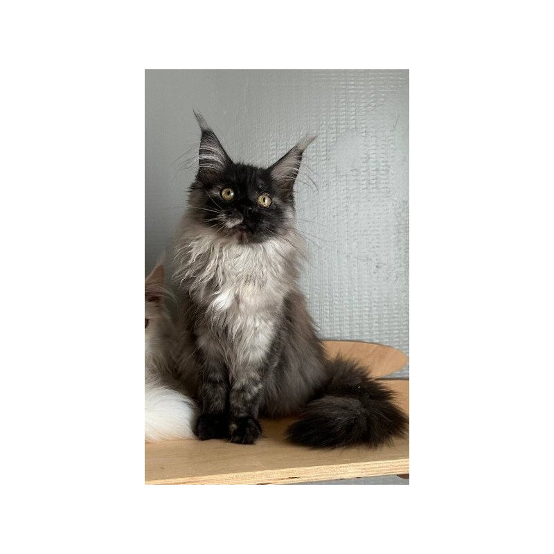 Maine Coon Alva Tinky