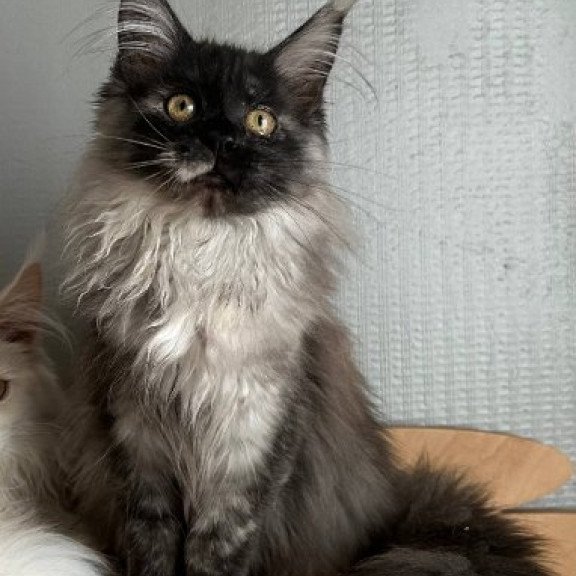Maine Coon Alva Tinky