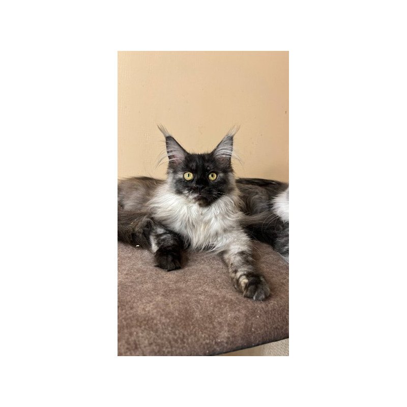 Maine Coon Alva Tinky