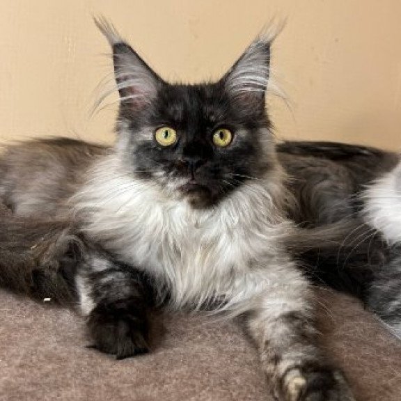 Maine Coon Alva Tinky