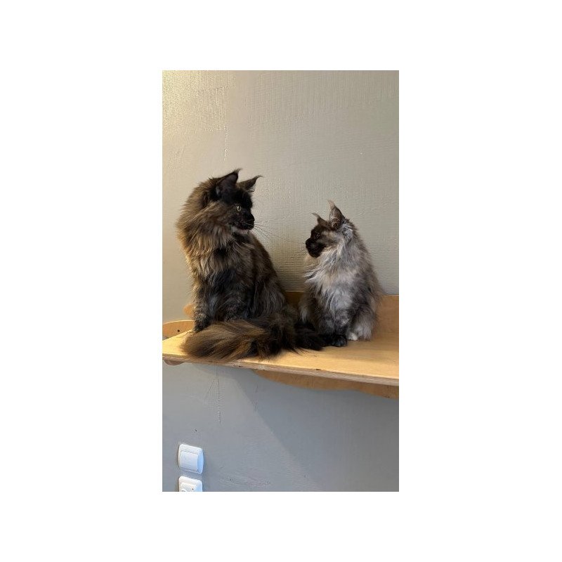 Maine Coon Alva Kassandra