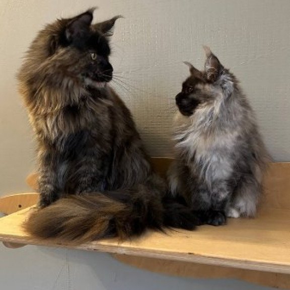 Maine Coon Alva Kassandra