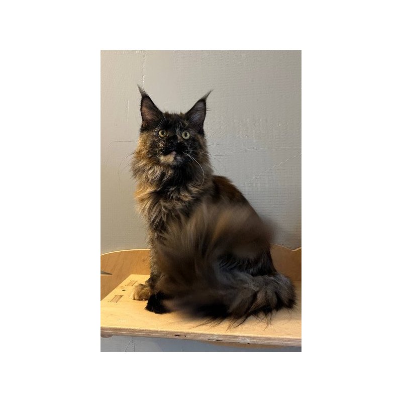 Maine Coon Alva Kassandra