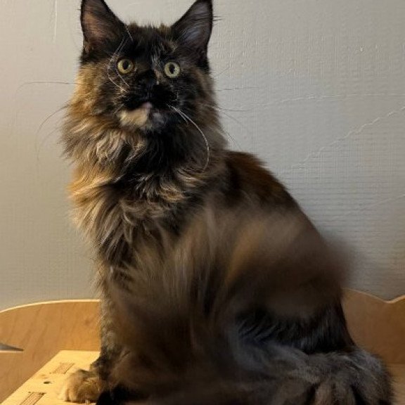 Maine Coon Alva Kassandra