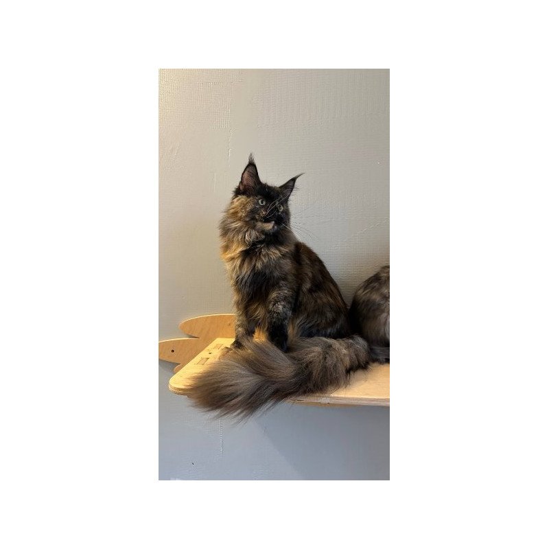 Maine Coon Alva Kassandra