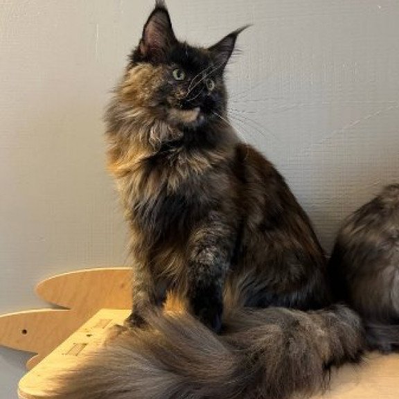 Maine Coon Alva Kassandra