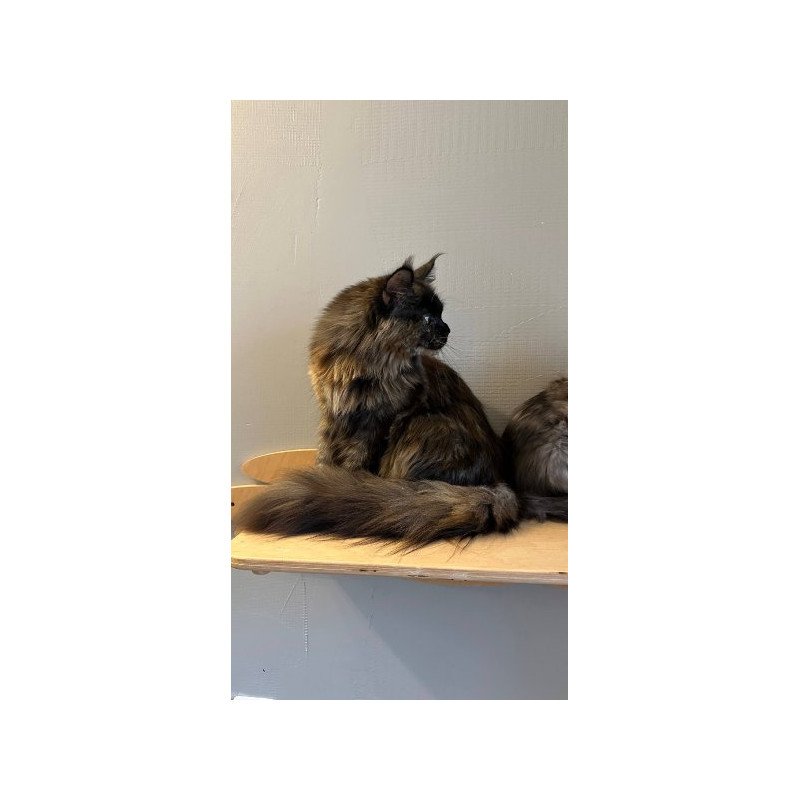 Maine Coon Alva Kassandra