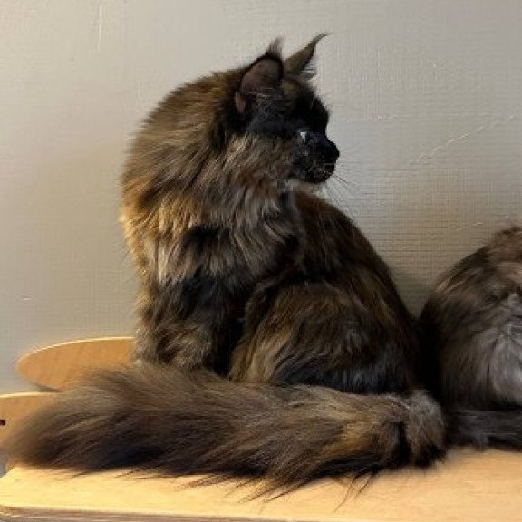 Maine Coon Alva Kassandra