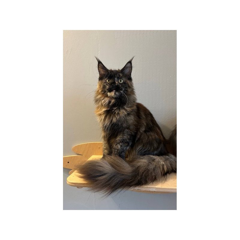 Maine Coon Alva Kassandra