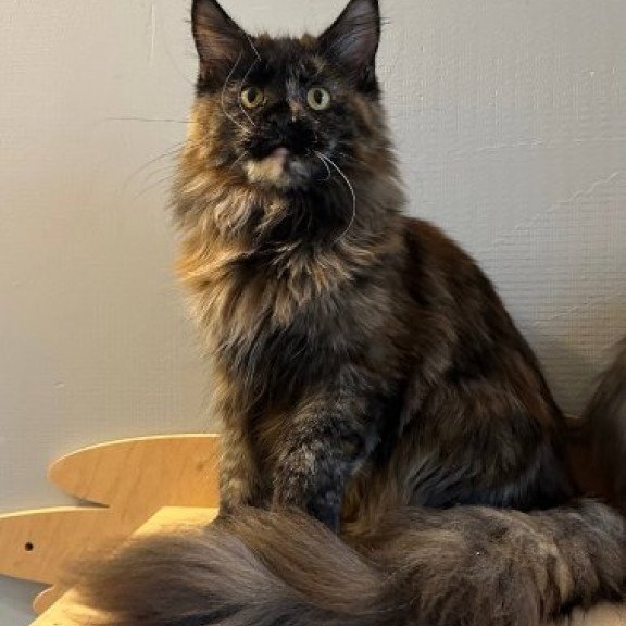 Maine Coon Alva Kassandra