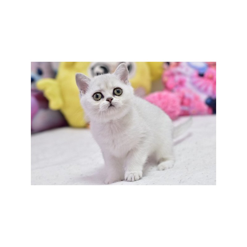 Annabelle British