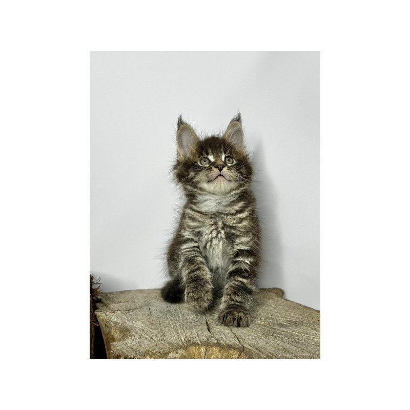 Maine Coon Alva Jetta