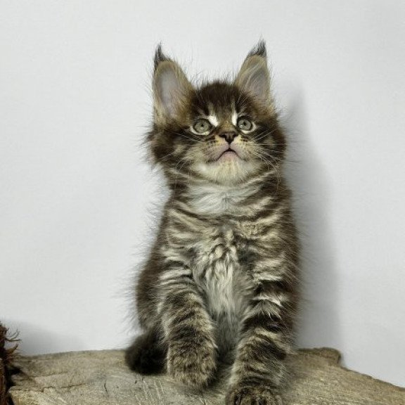 Maine Coon Alva Jetta