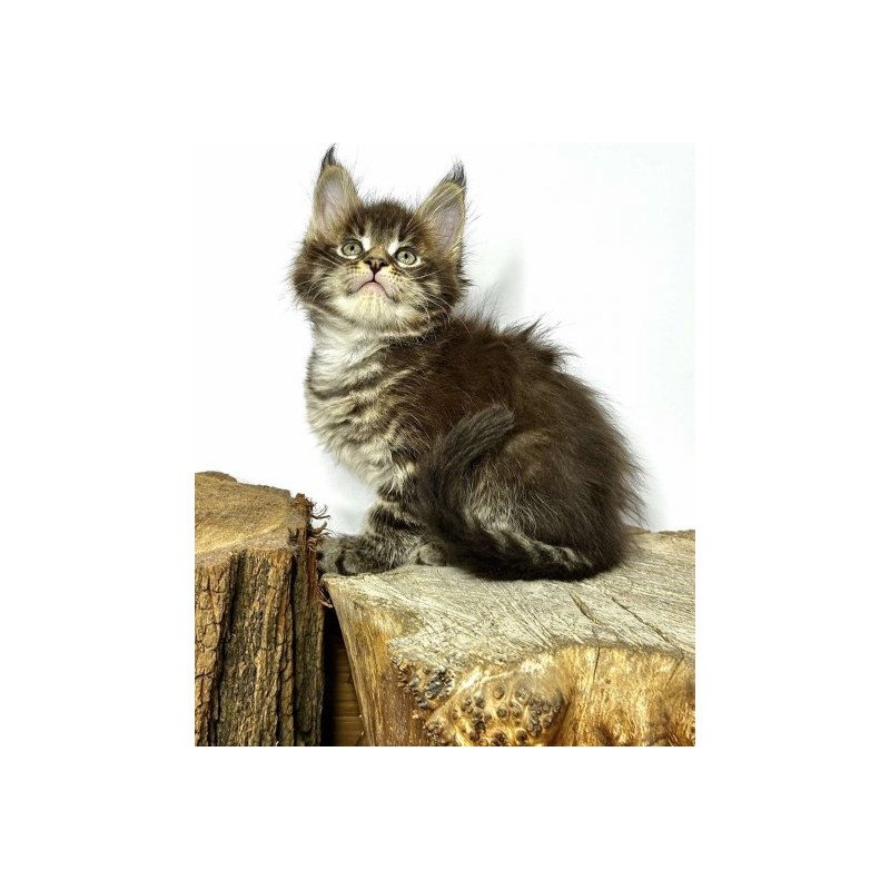Maine Coon Alva Jetta