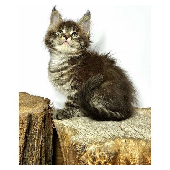 Maine Coon Alva Jetta