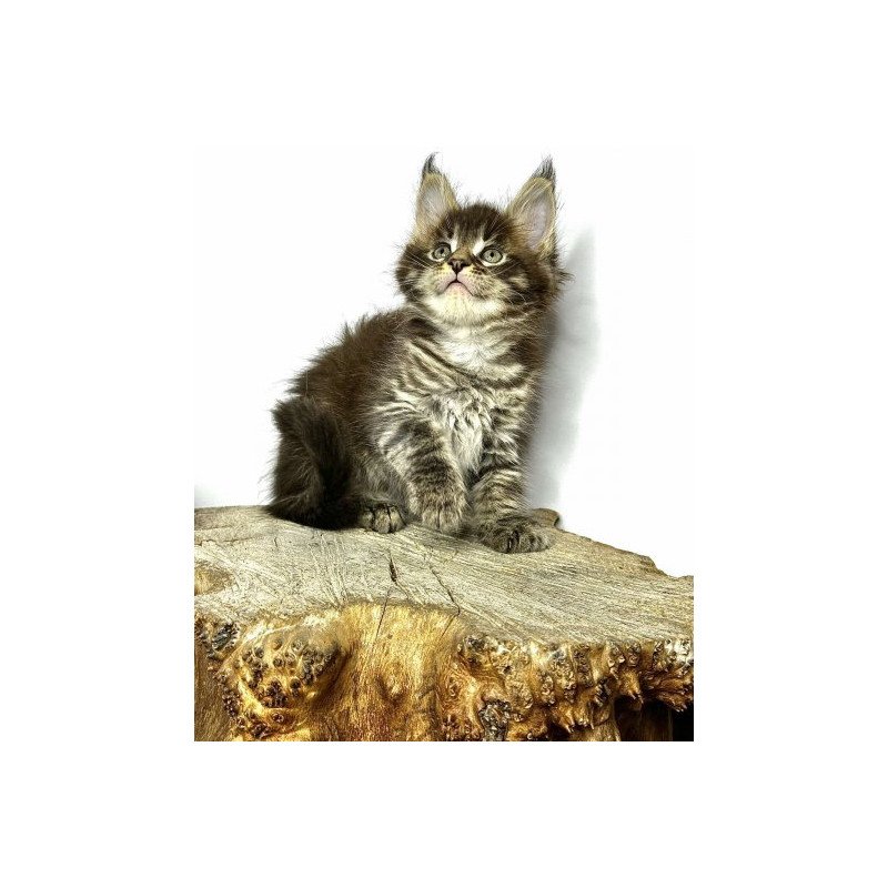 Maine Coon Alva Jetta