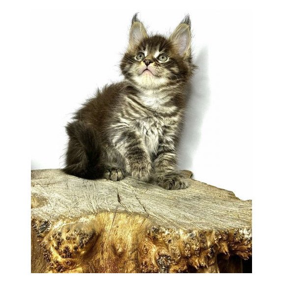 Maine Coon Alva Jetta