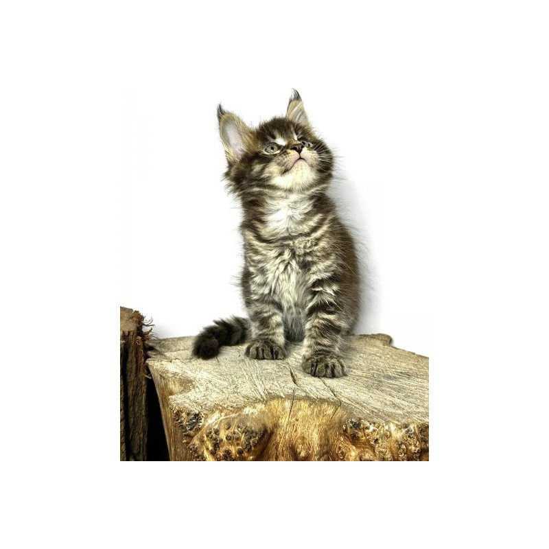 Maine Coon Alva Jetta