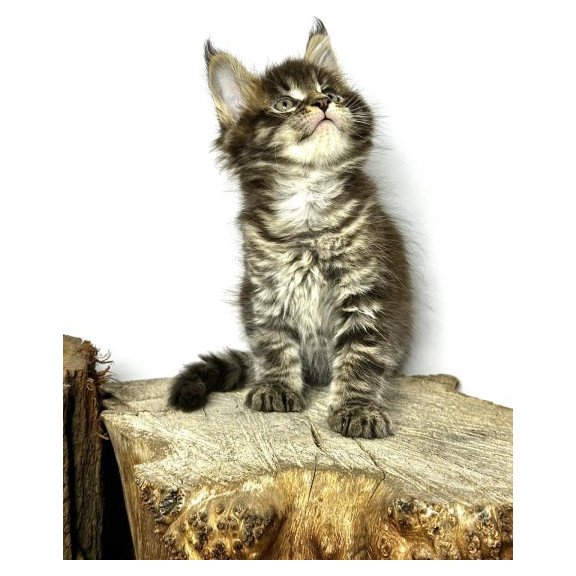 Maine Coon Alva Jetta
