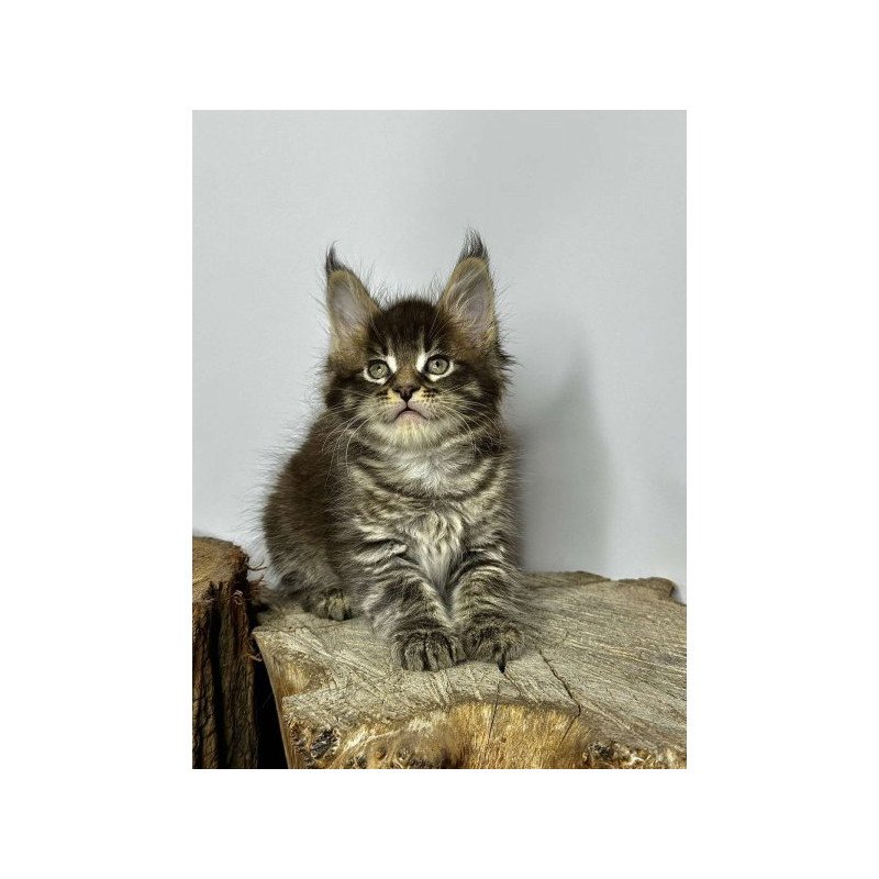 Maine Coon Alva Jetta