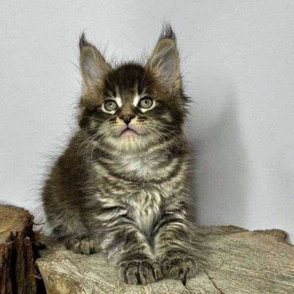 Maine Coon Alva Jetta