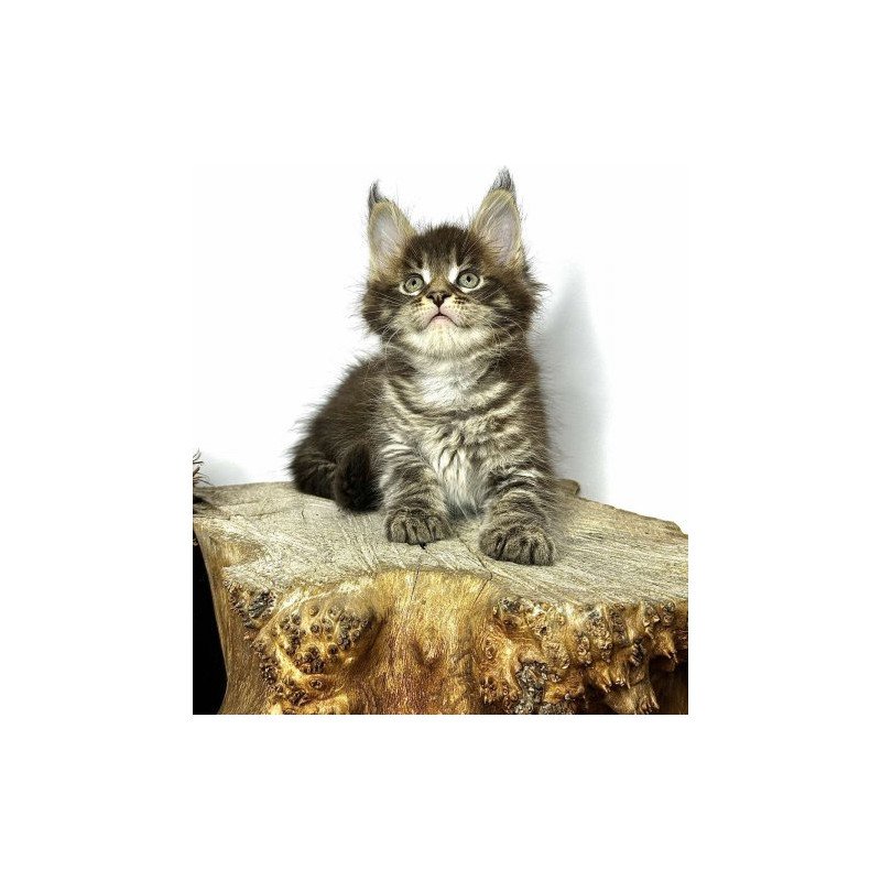 Maine Coon Alva Jetta