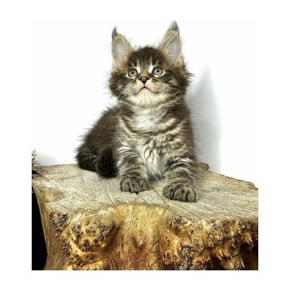 Maine Coon Alva Jetta