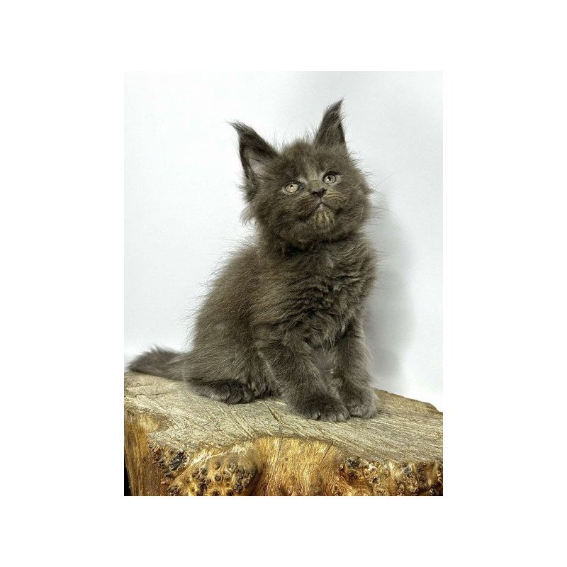 Maine Coon Alva Joker