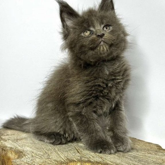 Maine Coon Alva Joker