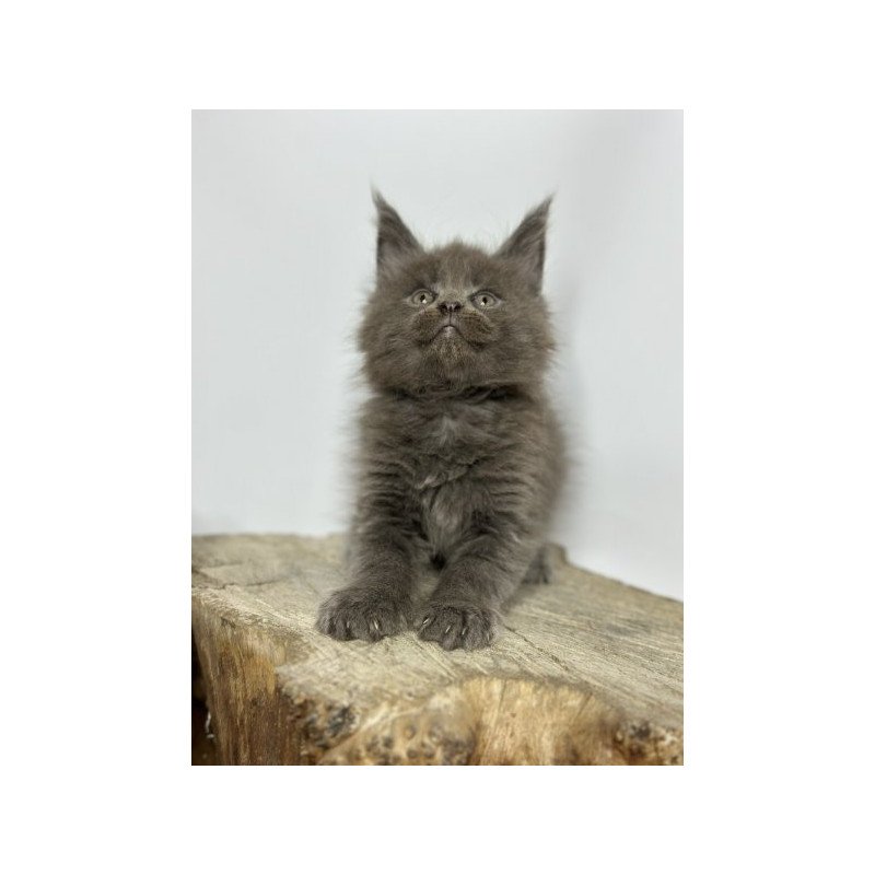 Maine Coon Alva Joker