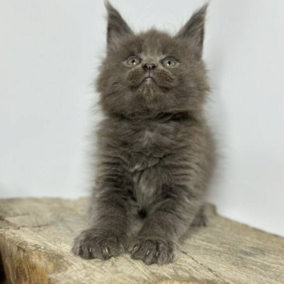 Maine Coon Alva Joker