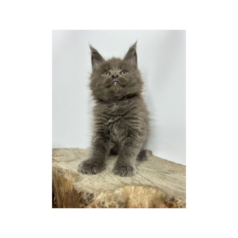 Maine Coon Alva Joker