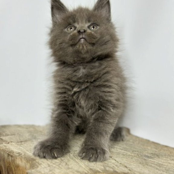 Maine Coon Alva Joker