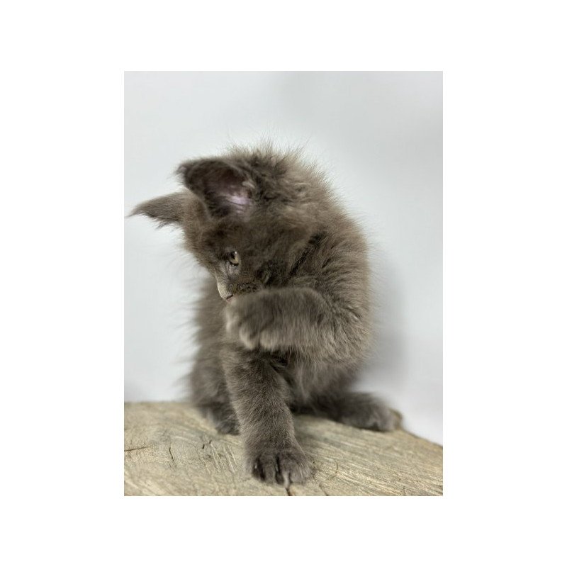 Maine Coon Alva Joker