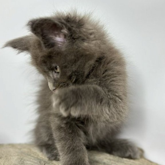 Maine Coon Alva Joker
