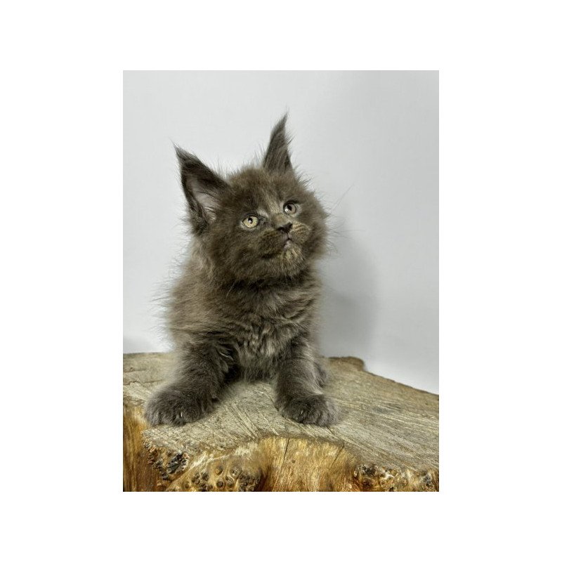 Maine Coon Alva Joker