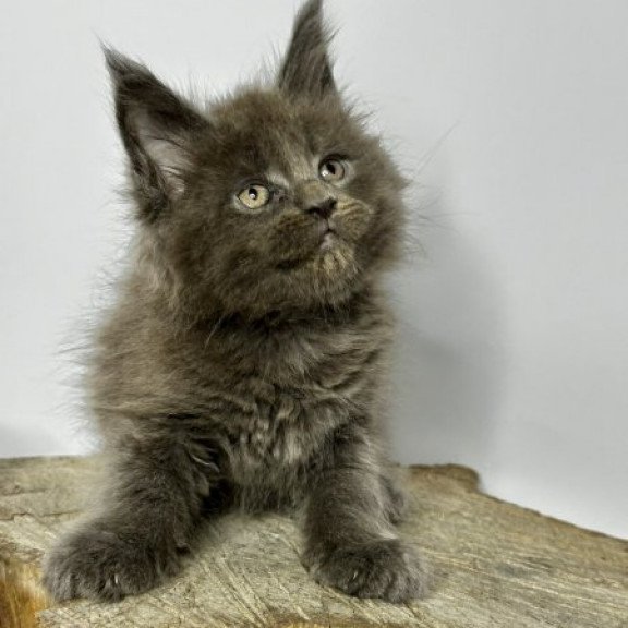 Maine Coon Alva Joker