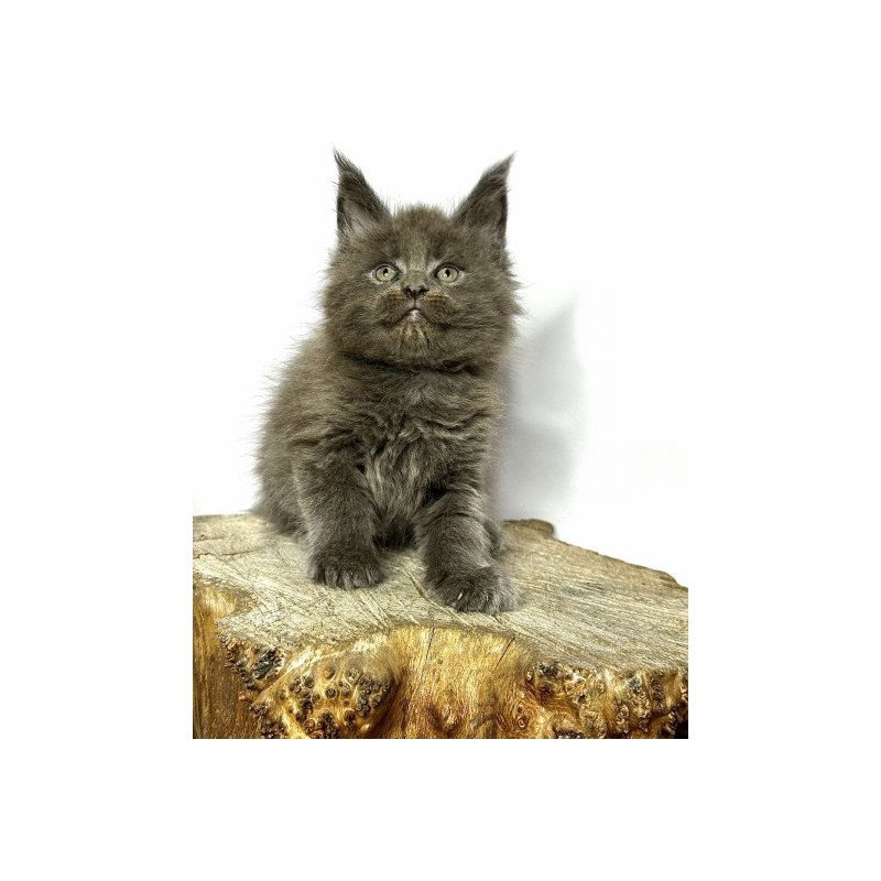 Maine Coon Alva Joker
