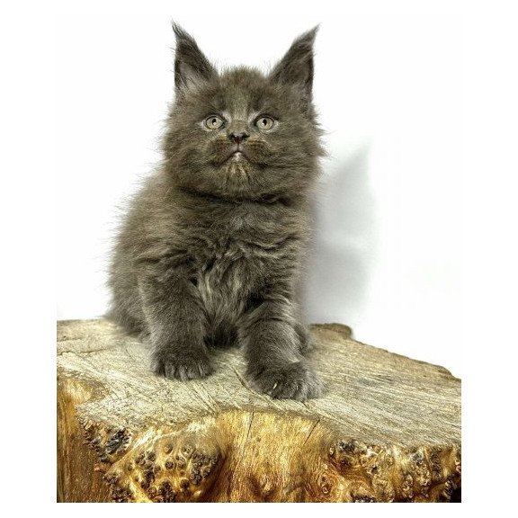 Maine Coon Alva Joker