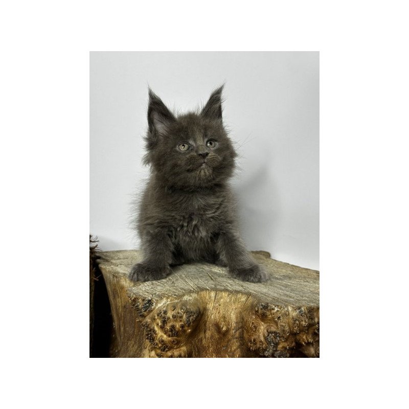 Maine Coon Alva Joker