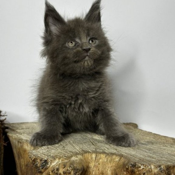 Maine Coon Alva Joker