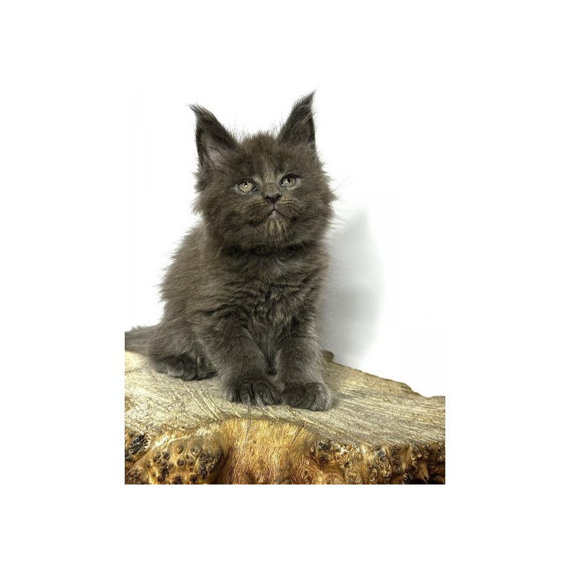 Maine Coon Alva Joker