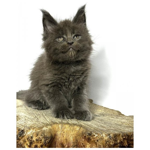Maine Coon Alva Joker