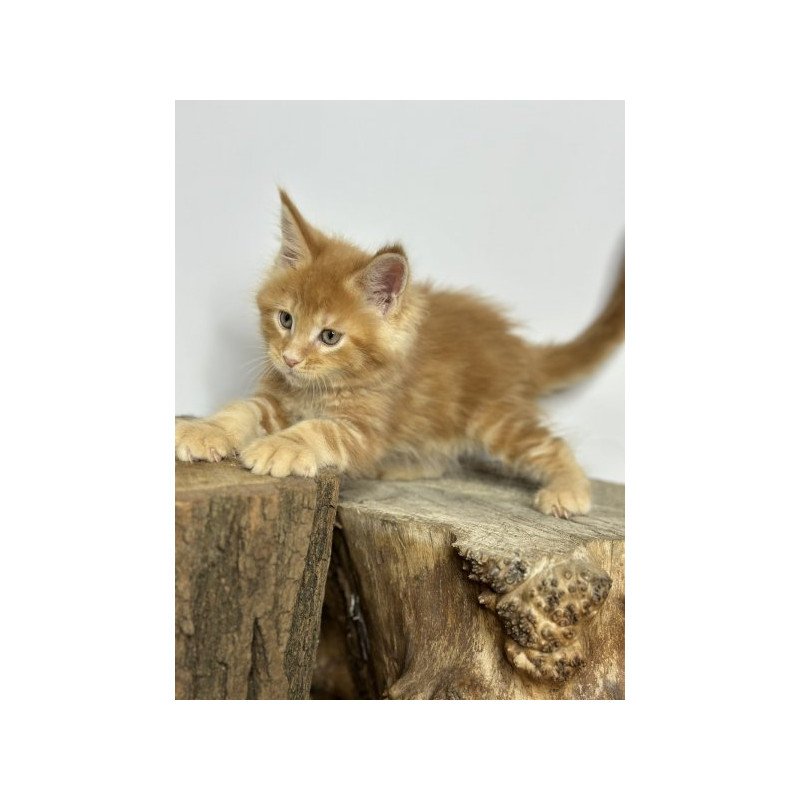 Maine Coon Alva Jax