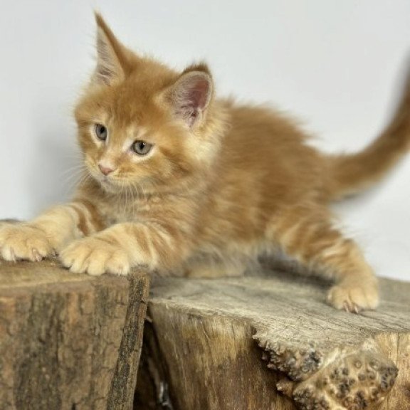 Maine Coon Alva Jax