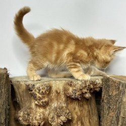 Maine Coon Alva Jax