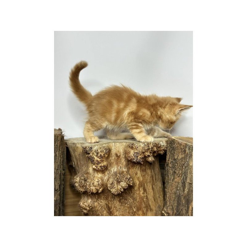 Maine Coon Alva Jax
