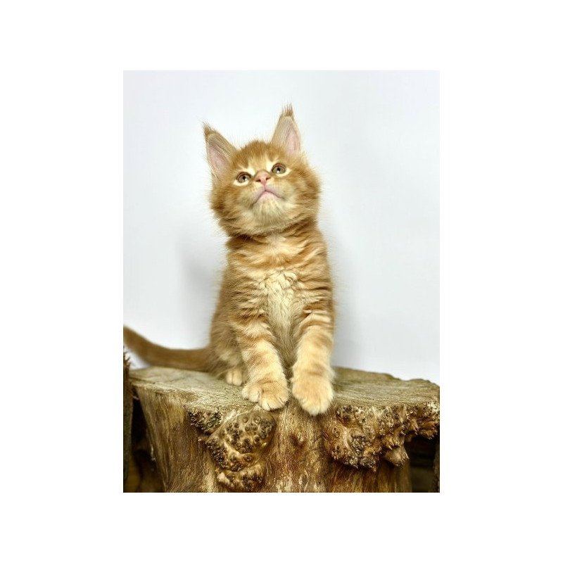 Maine Coon Alva Jax