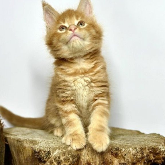 Maine Coon Alva Jax