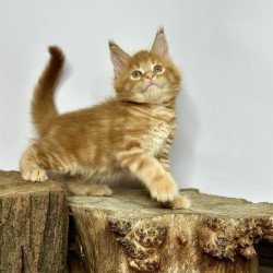 Maine Coon Alva Jax